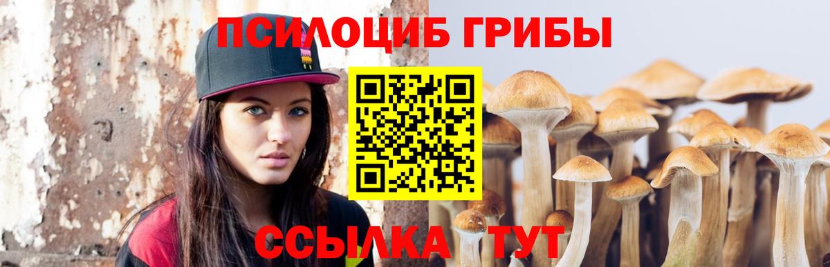 Губкинский  Псилоцибиновые грибы мицелий  Вход с VPN  Псилоцибиновые грибы GOLDEN TEACHER 